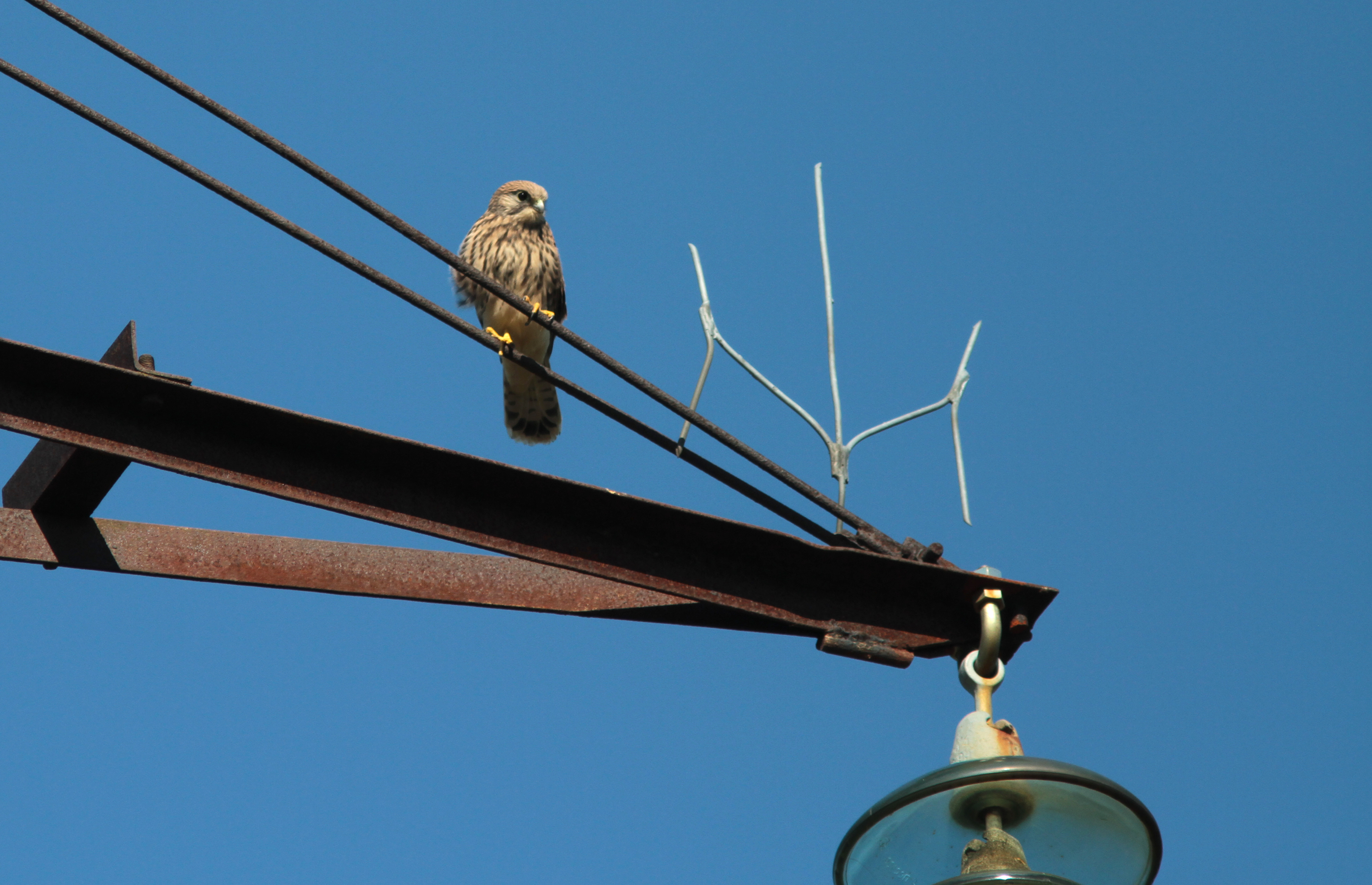 European Commission has approved the final LIFE Birds on Electrogrid report 